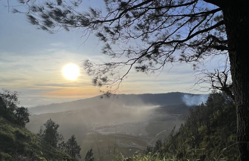 Sunrise through pine branches over the Tengger caldera